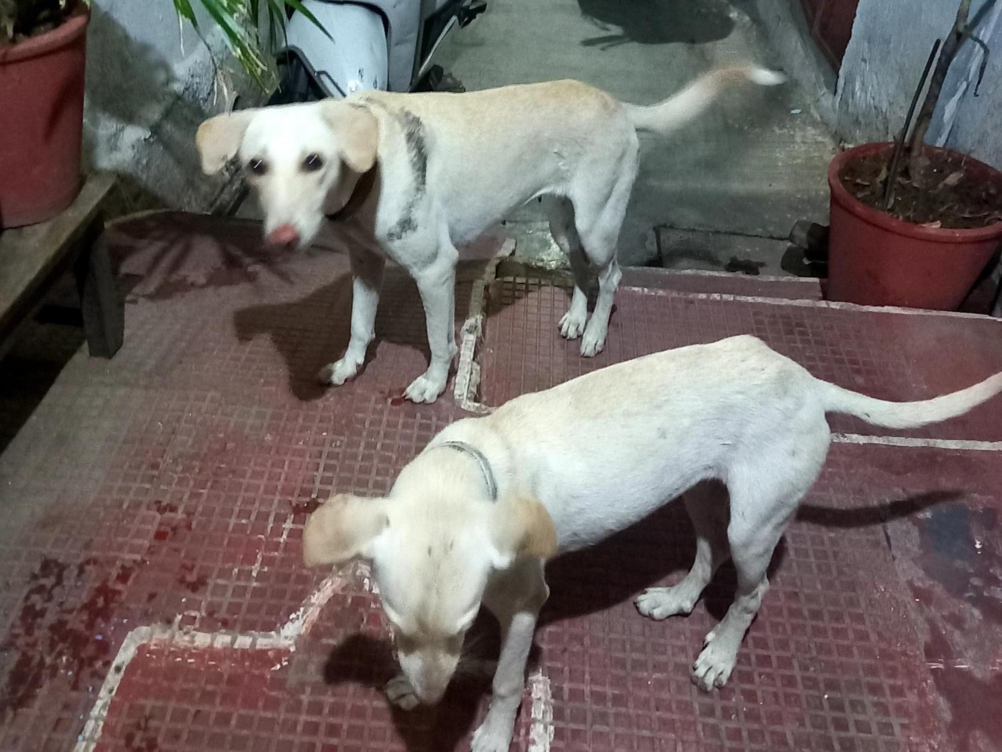 Nandini Paying Guest House Udaipur Exterior photo